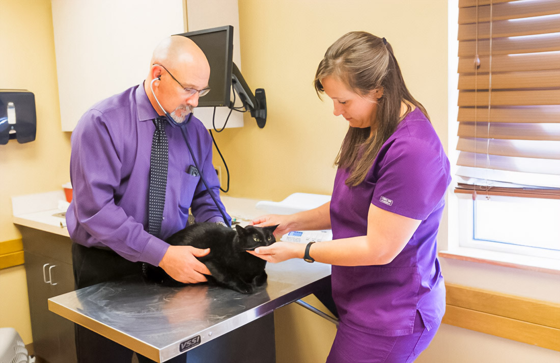 Pet Health Trends in the UAE: What Vets Are Seeing in 2026